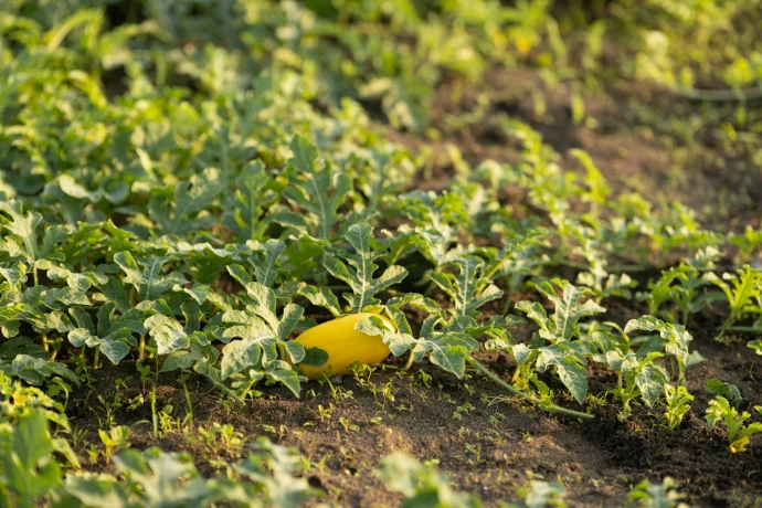 A yellow watermelon grows among green leaves in a field